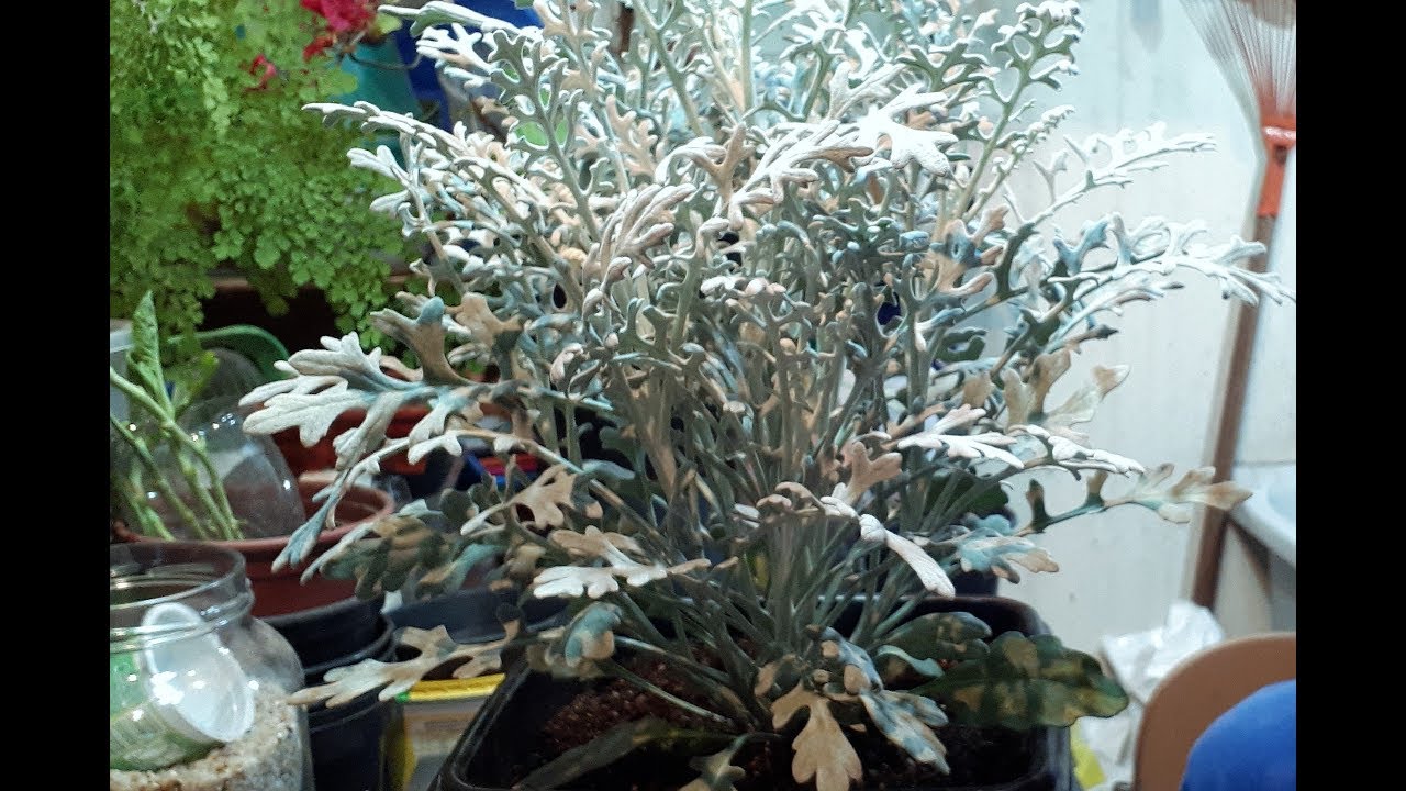 QUE PLANTA É ESSA? VOCÊ A CONHECE? CINERÁRIA (senecio douglasii). COMO ELA É ?
