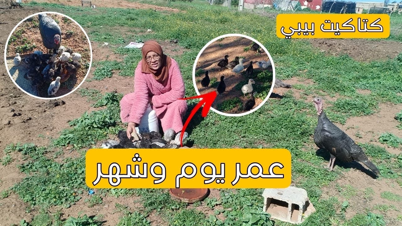 تربية كتاكيت 🐣 الديك الرومي بعمر اليوم الواحد وبعمر شهر مع سميرة في البادية