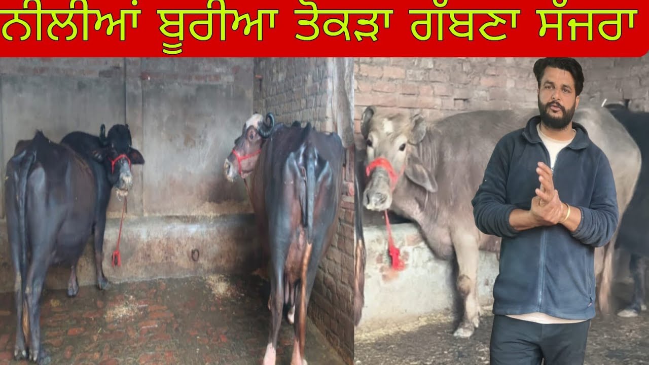 ਫ਼ੋਨ 98159-65751 ਬੂਰੀਆਂ ਝੋਟੀਆਂ ਤੋਕੜਾ ਗੱਬਨਾਂ ਸੋਨੂੰ ਵੀਰ ਕੋਲ ਬਿਲਕੁੱਲ ਮੁਫਤ ਲੁੱਟ ਲਓ ਮੇਲਾ 