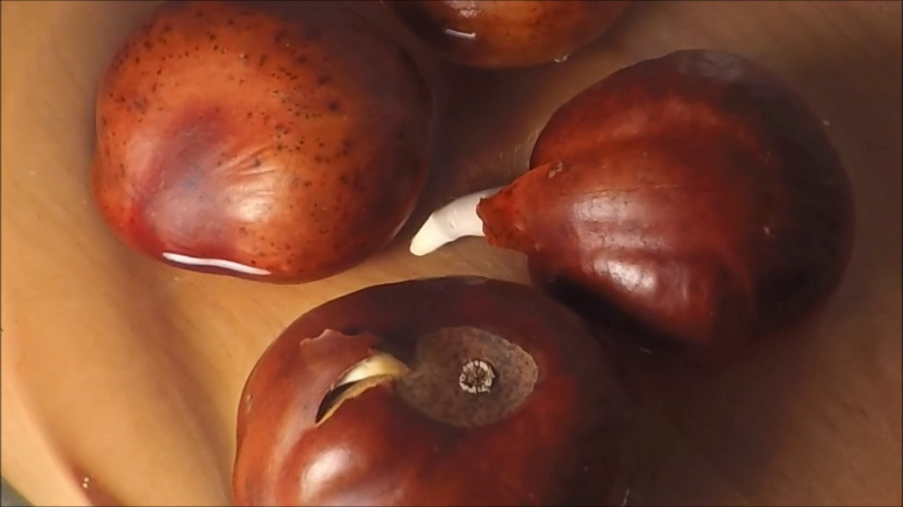 Buckeye Growth Time Lapse