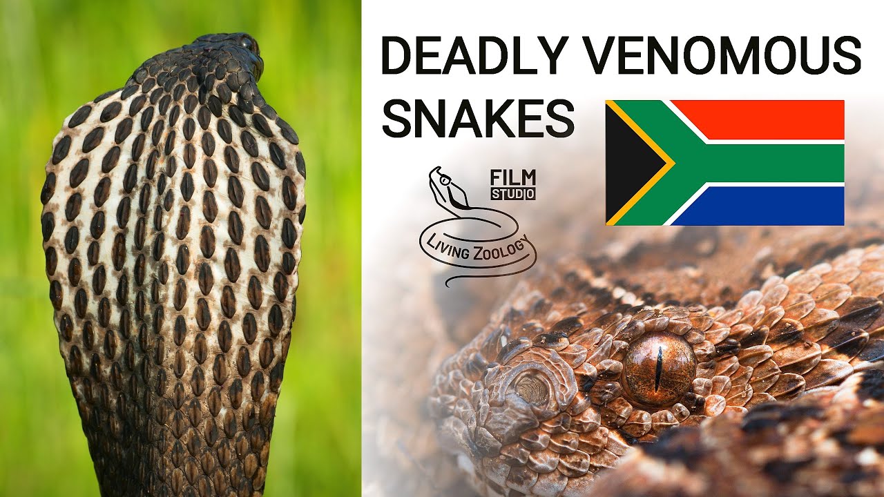 Deadly venomous snakes of South Africa, mambas, cobras, puff adder, boomslang, twig snake