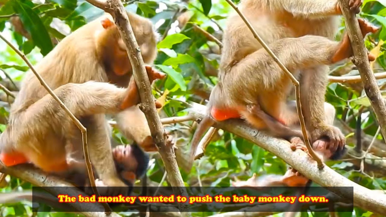 That big monkey was so cruel! It pushed a baby monkey, less than a month old, down from a tree.
