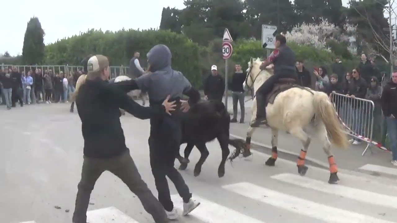 28 Février 2026 Abrivado Manade Grimaud À Mollégès 