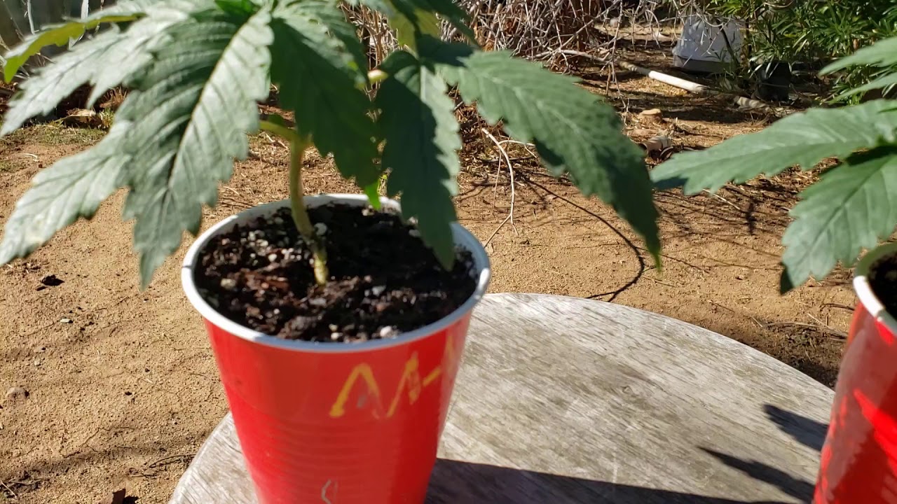 Indoor Cannabis Grow Mango Sapphire From Humboldt Seed Organization week 2.5