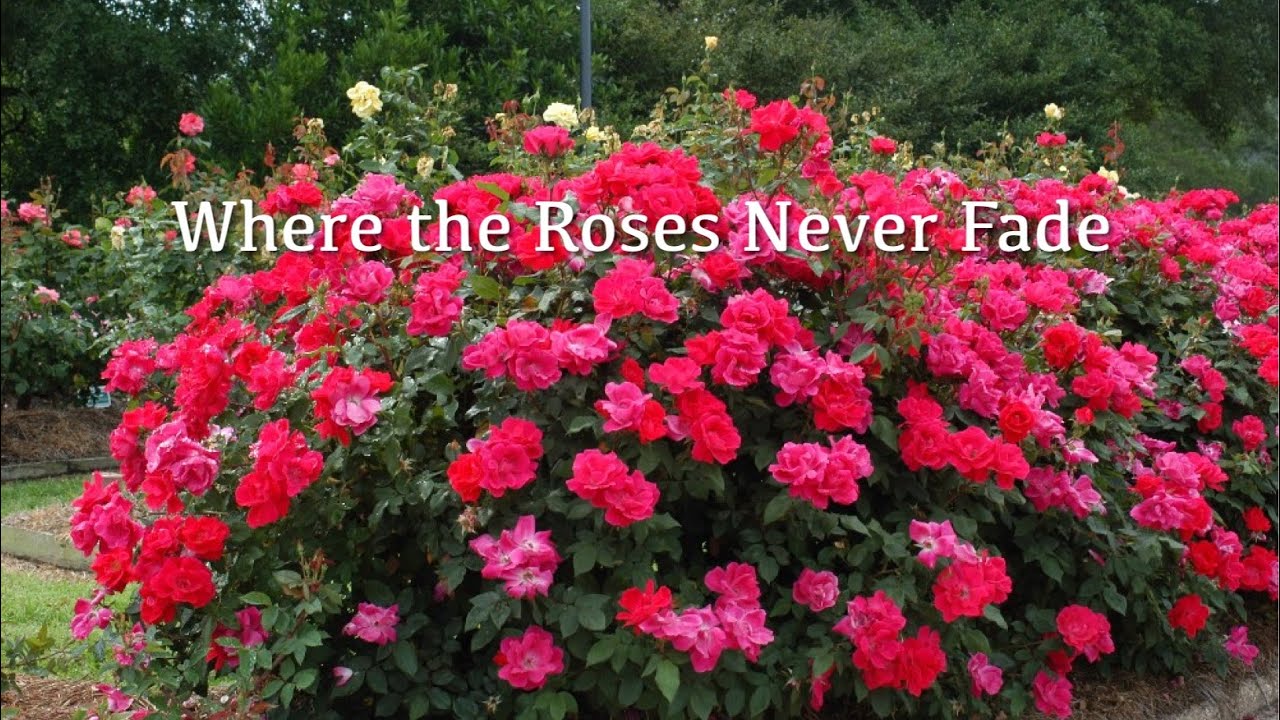 Where the Roses Never Fade