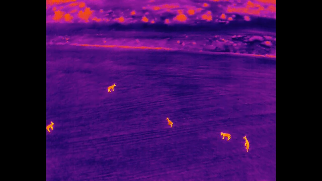 Censo Fauna Región de Murcia. Búsqueda jabalí nocturna