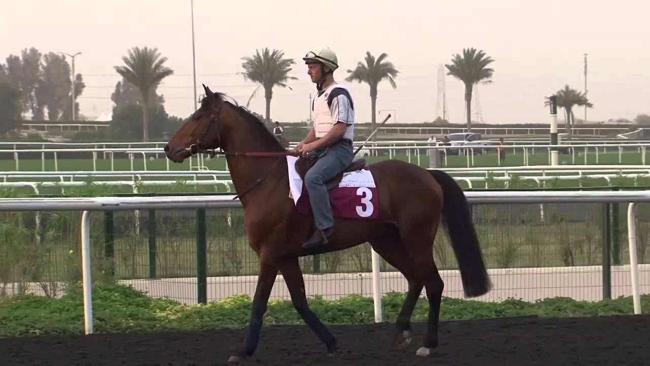 B-Roll of Morning Training Session at Meydan