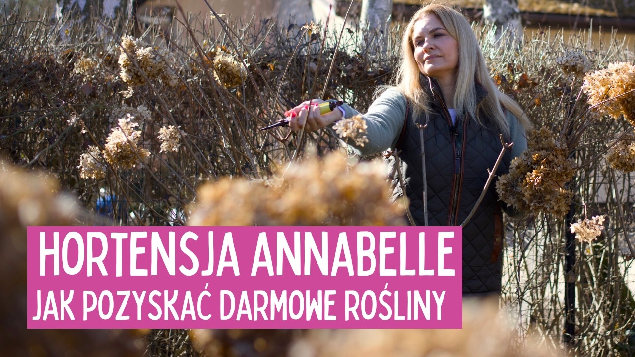 🌸 Hortensja drzewiasta Annabelle i Strong Annabelle – wiosenne cięcie, podpory i darmowe sadzonki