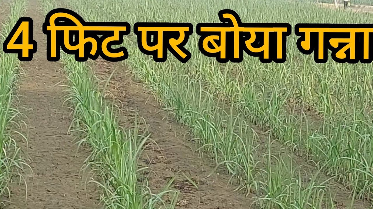 48 इंच पर बोया गन्ना