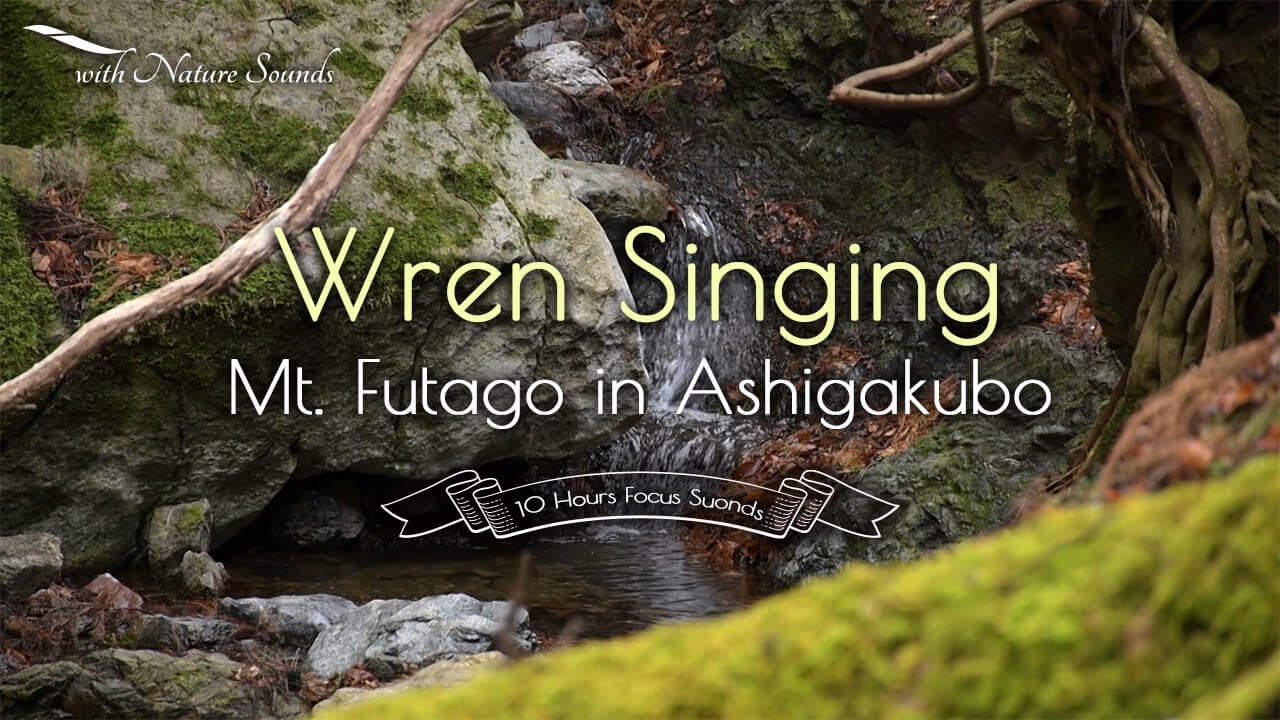 with Nature Sounds - The song of the wren on Mount Futago - Bird sounds for relaxation and sleep