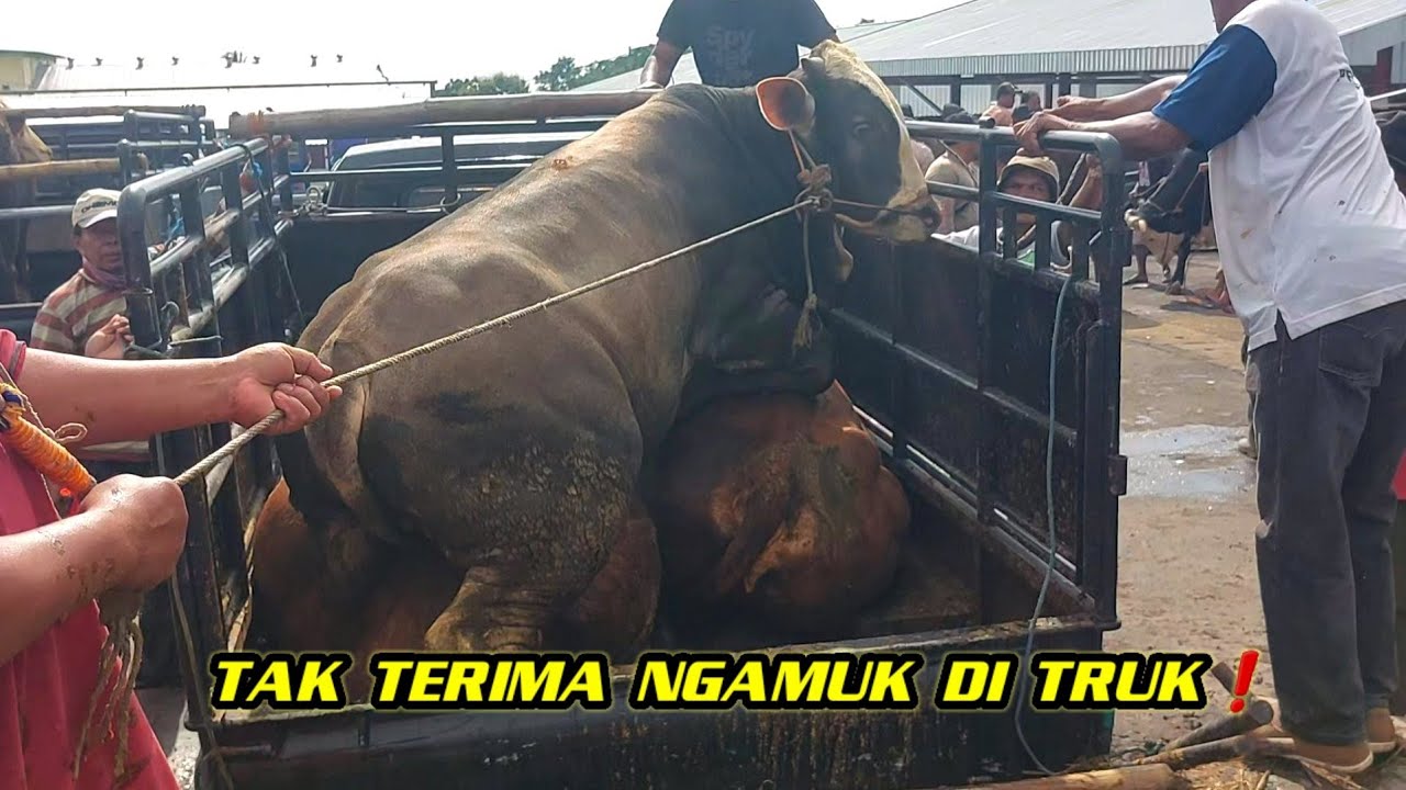SAPI EDAN NGAMUK HAJAR SAPI KELUAR TERBANG TERBANG❗️