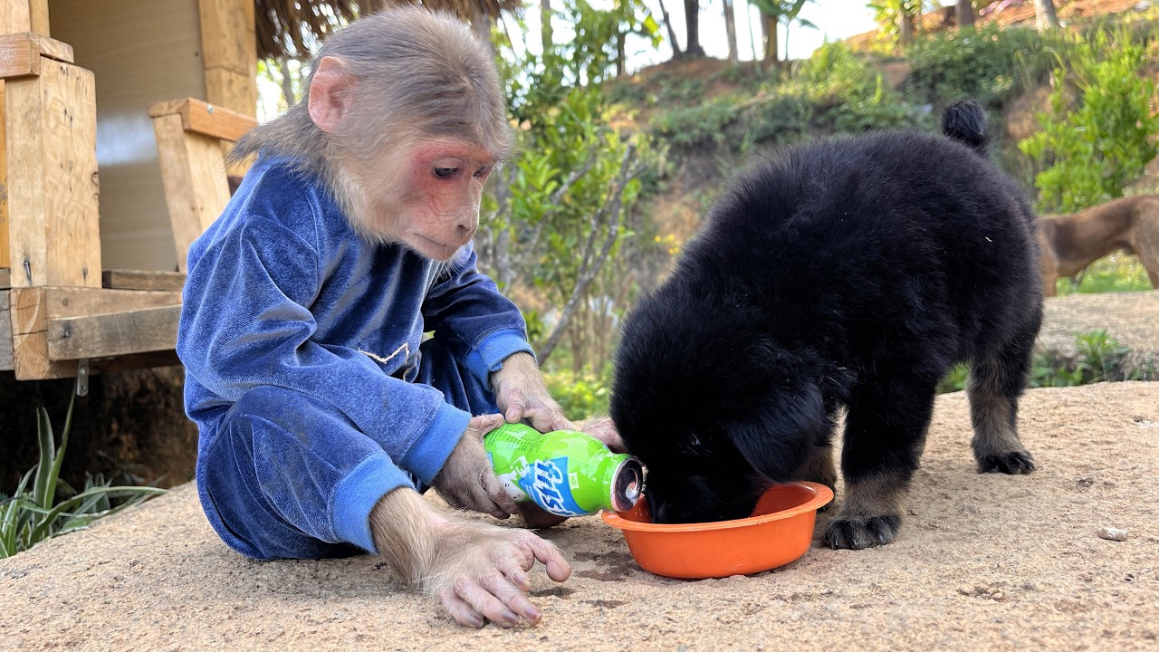 So sweet❤️Smart monkey Max takes special care of puppy🙉🙉🙉