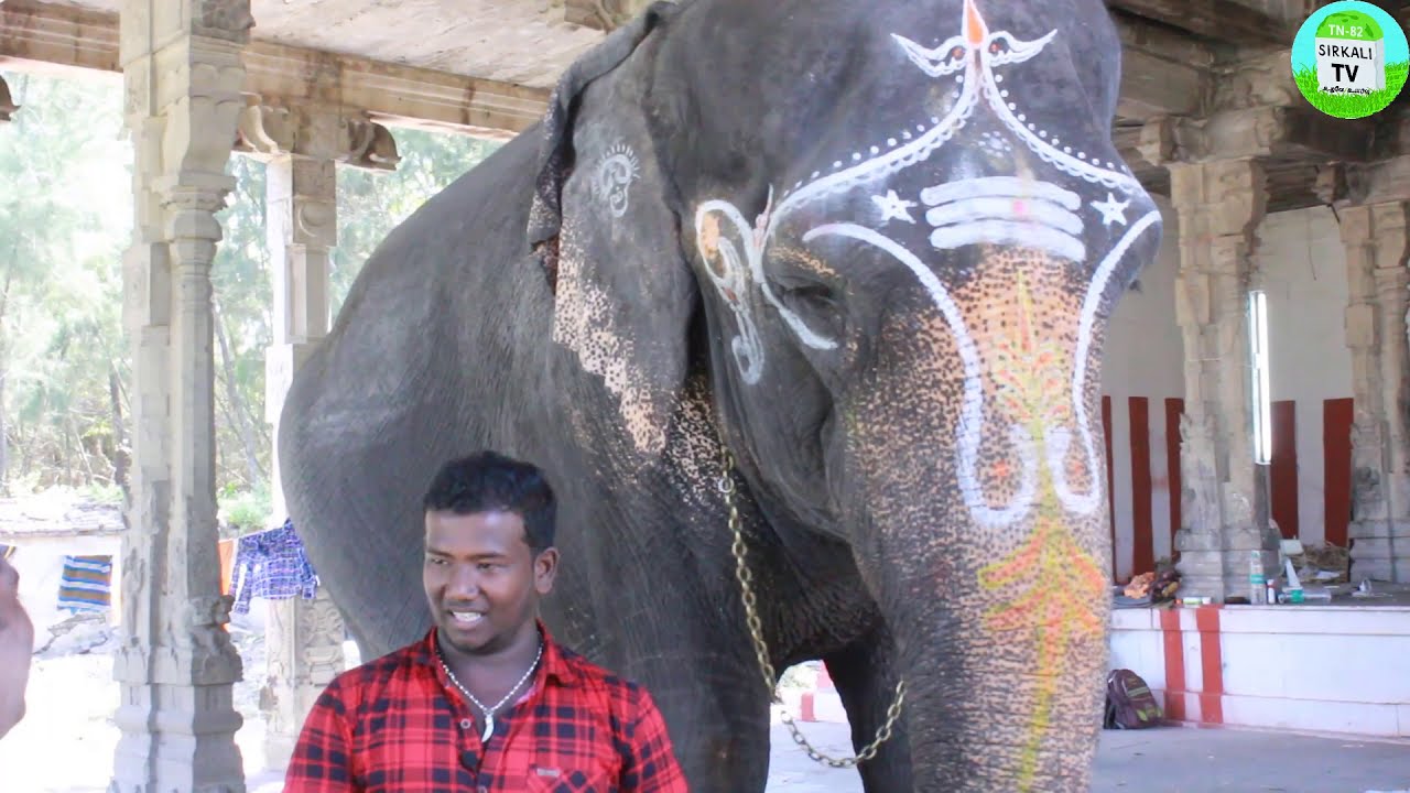 யானை தனது உருவ அளவிற்கு அன்பையும், மனிதன் உருவ அளவிற்கு அறிவையும் வைத்துள்ளது | Lovable pet elephant