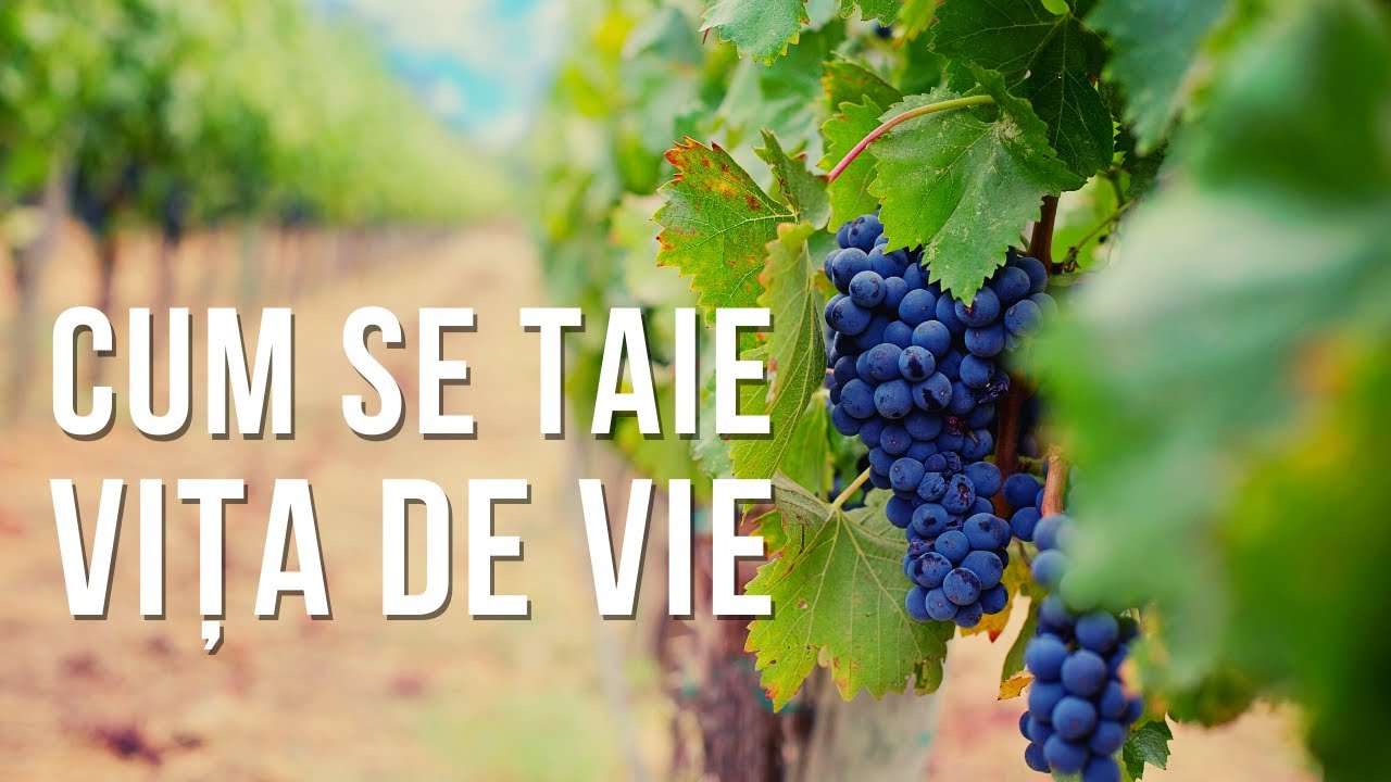 Cum se taie vita de vie | VIATA IN GRADINA