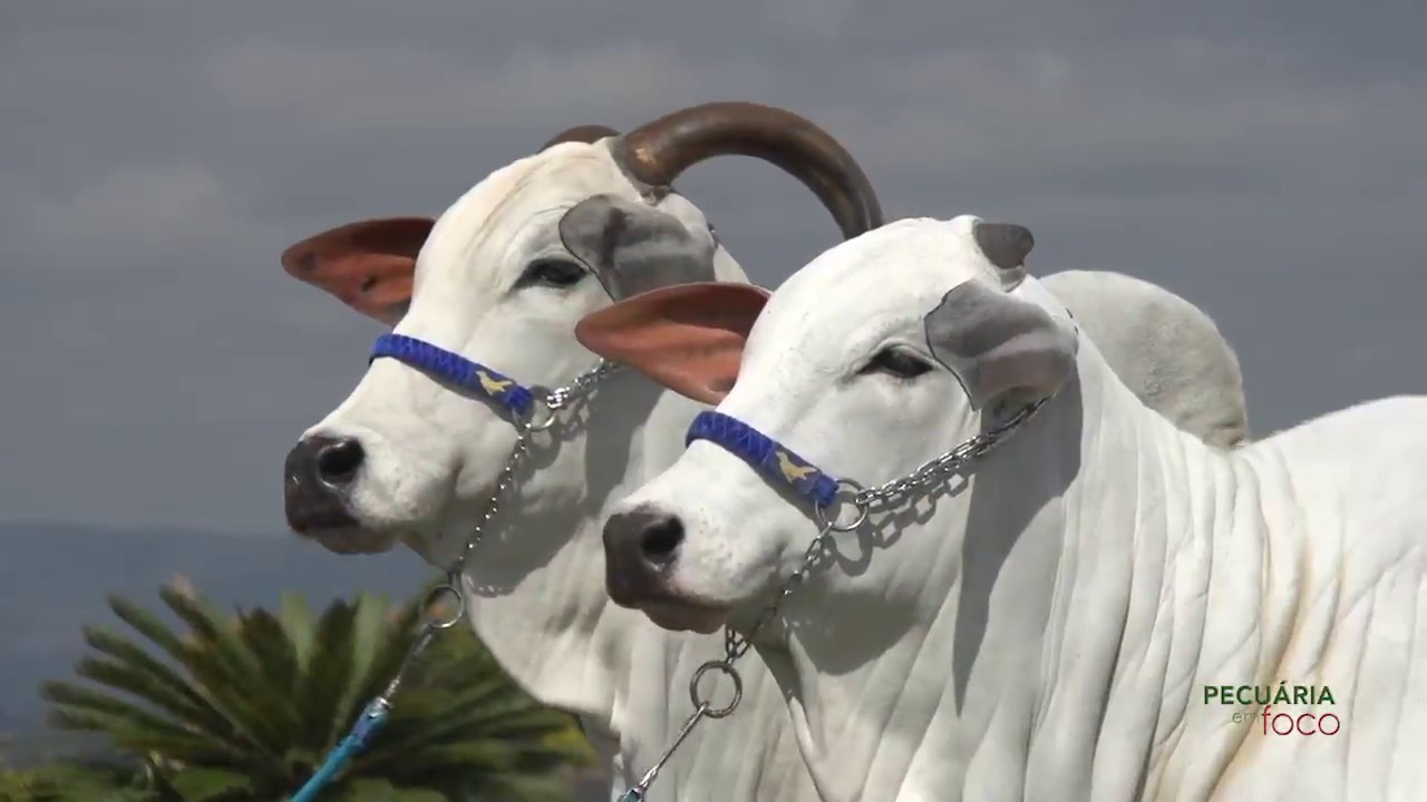 PECUÁRIA EM FOCO - FAZENDA DO SABIA 50 ANOS