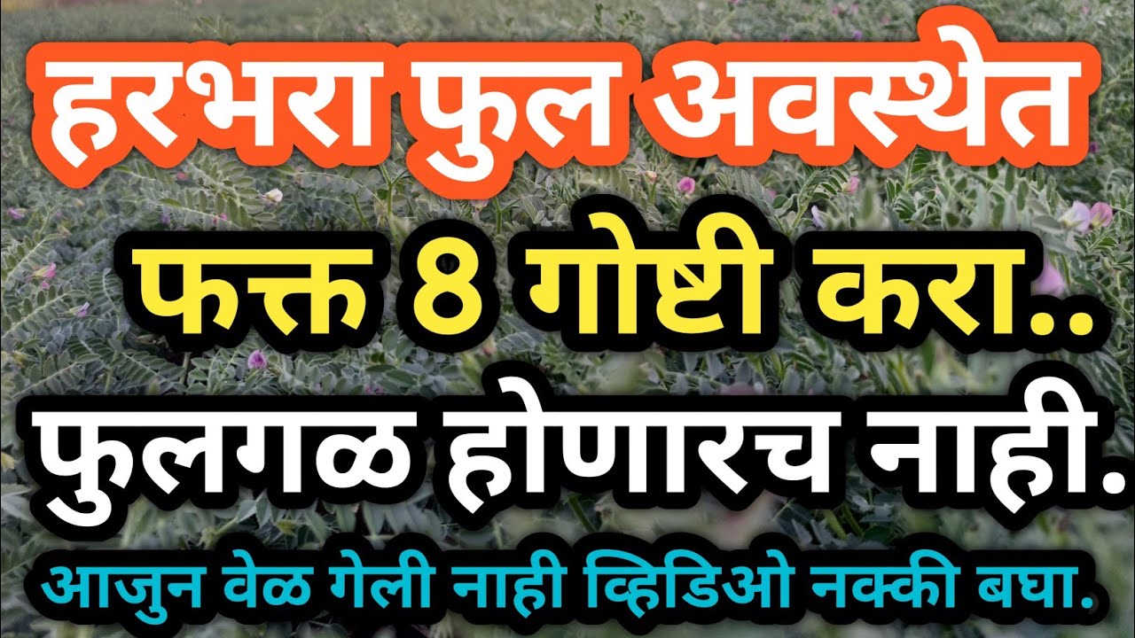 हरभरा फुल लागल्यावर फक्त 8 गोष्टी करा एकही फुल गळणार नाही🙏