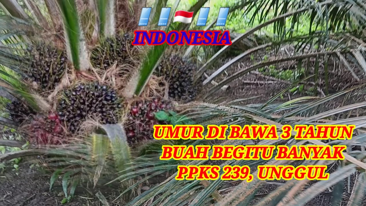 UMUR SAWIT DI BAWA 3 TAHUN BUAH BEGITU BANYAK‼️NPK 16.16.16