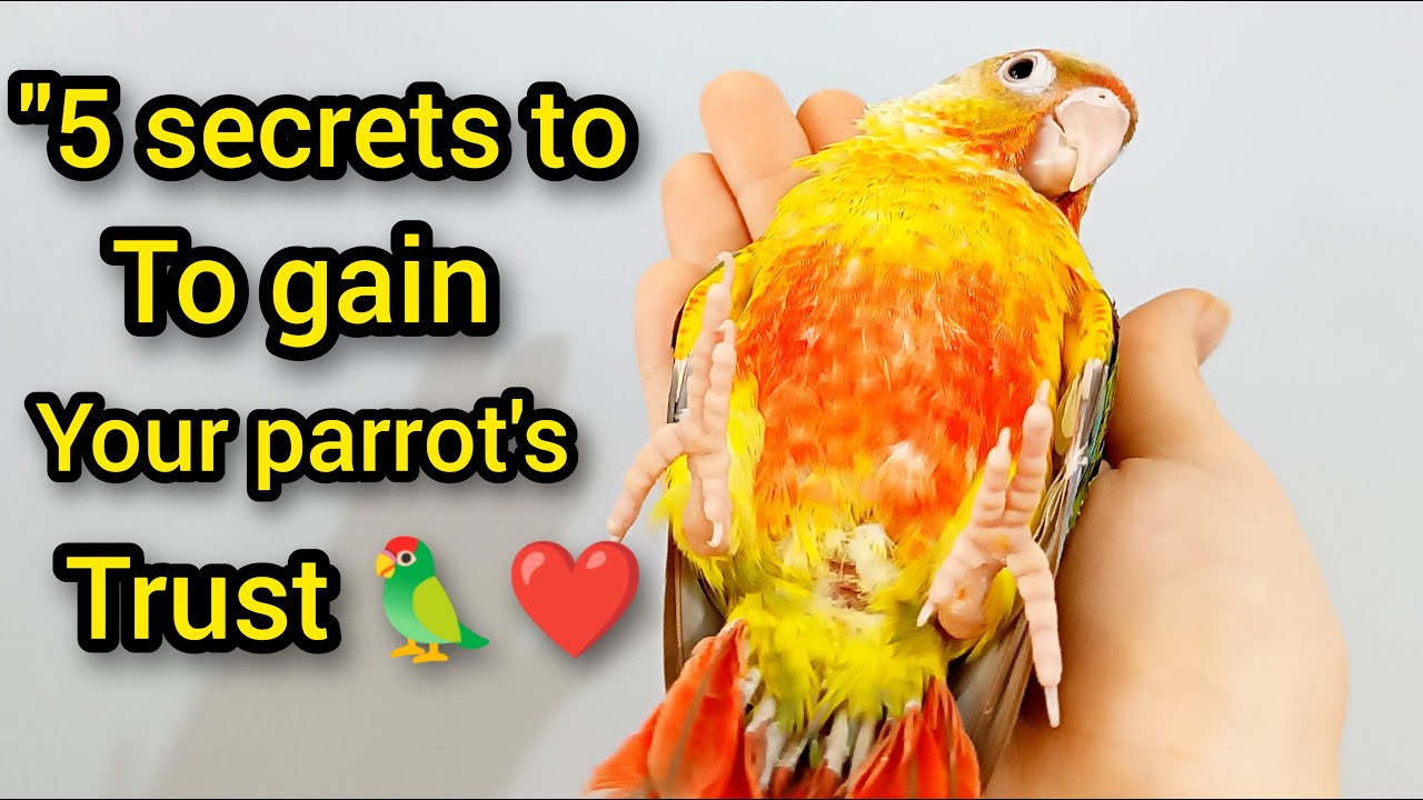 5 Secrets to Gaining Your Parrot's Trust | Build a Strong Bond with Your Parrot🦜❤️