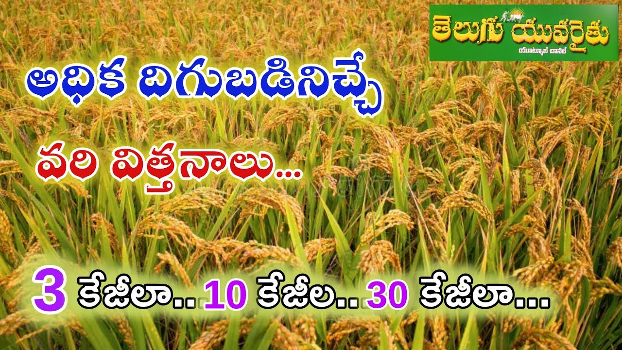 అధిక దిగుబడి ఇచ్చే నిజమైన వరి విత్తనాలు #paddyseeds #bestseed @Lora_Creatives