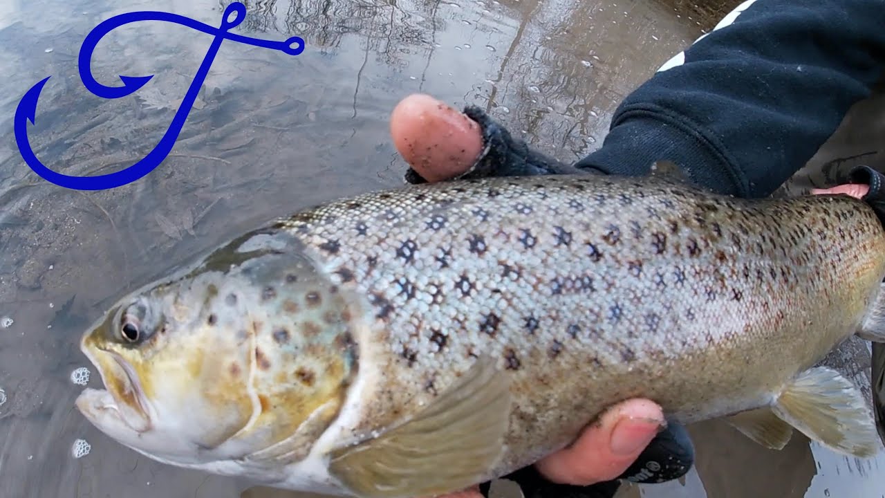 FISHING for Fall River Run BROWN TROUT