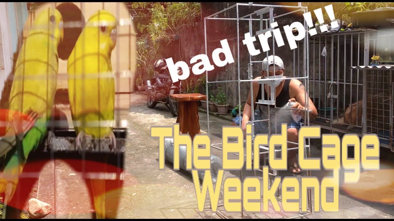 Single Tito on a Weekend | Bird Cage