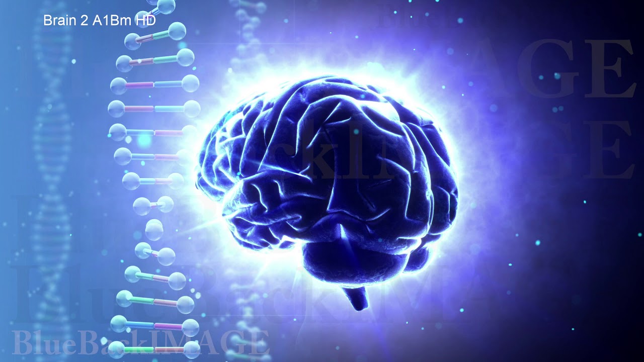Brain anatomy human body idea mind concept mental Brain 2 A1Bm HD