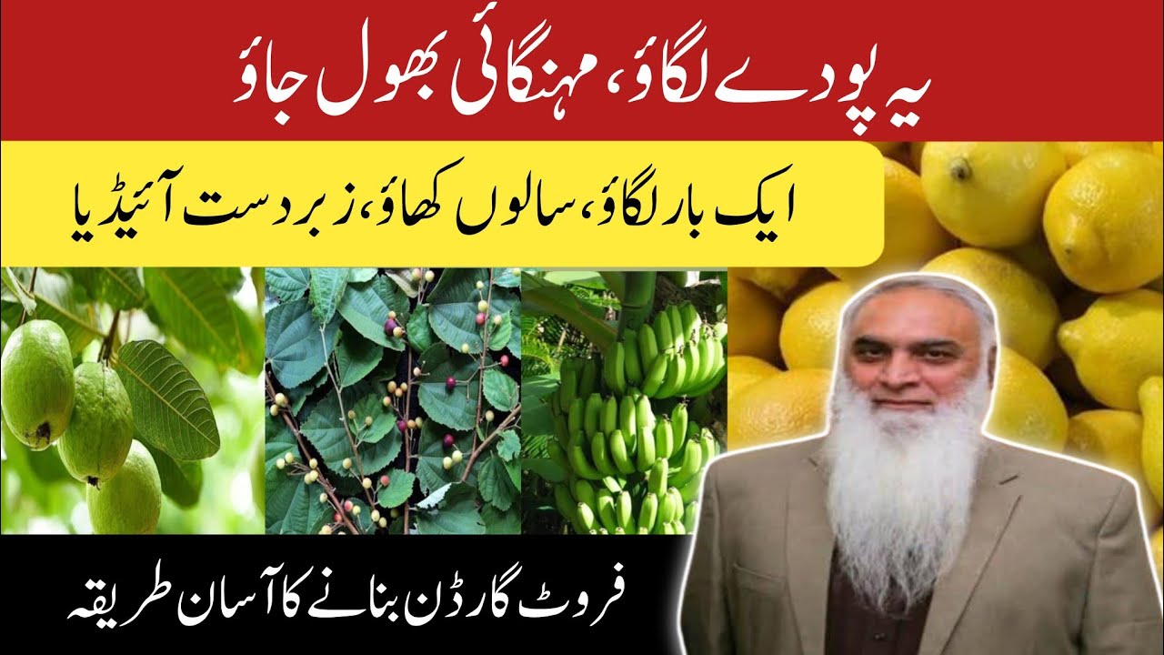Fruit Garden At Home | Kisan Aur Ghar Walon Ke Liye Behtareen Idea