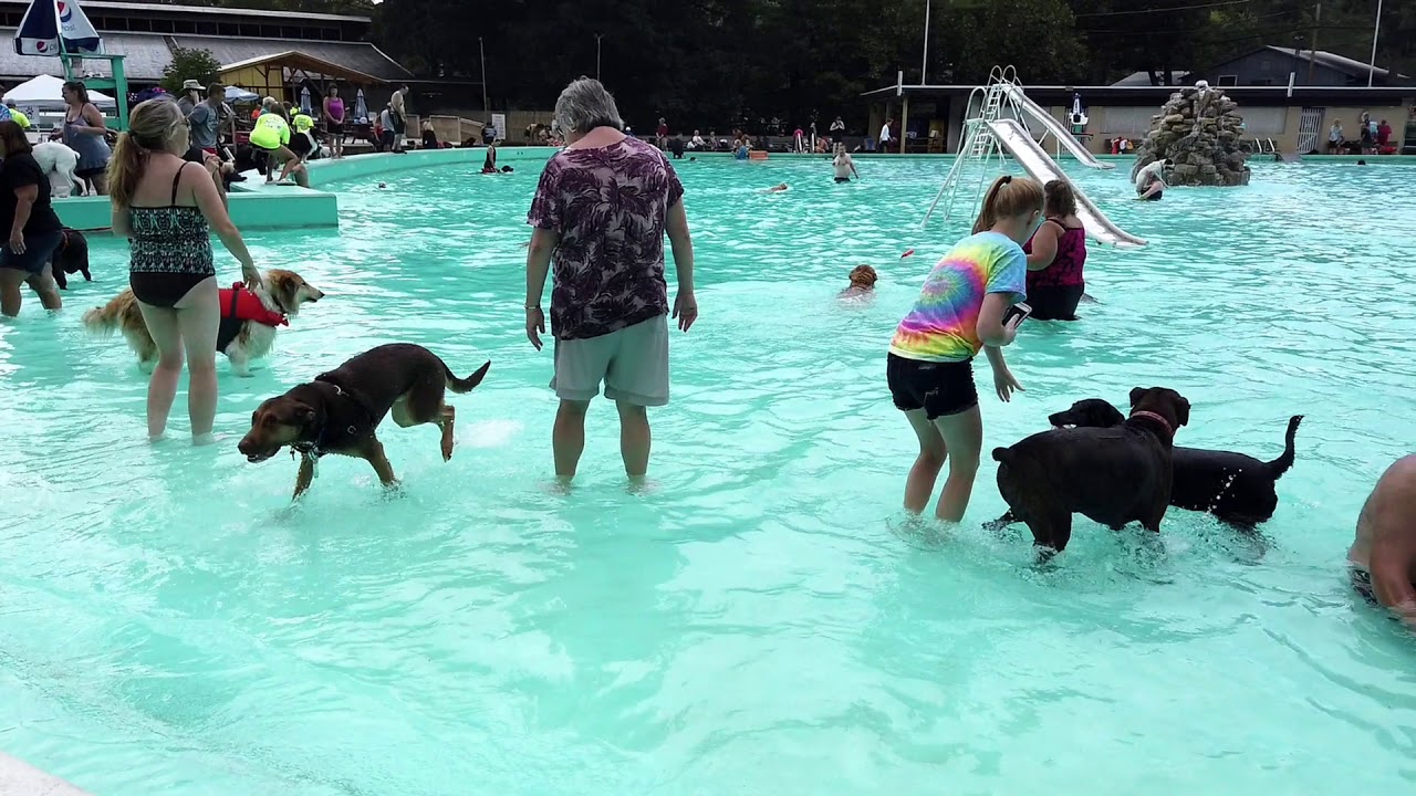 Knoebels Amusement Park Doggie Dive Day 2019