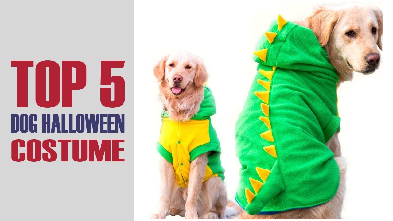 The 5 Best Dog Halloween Costume in 2022!
