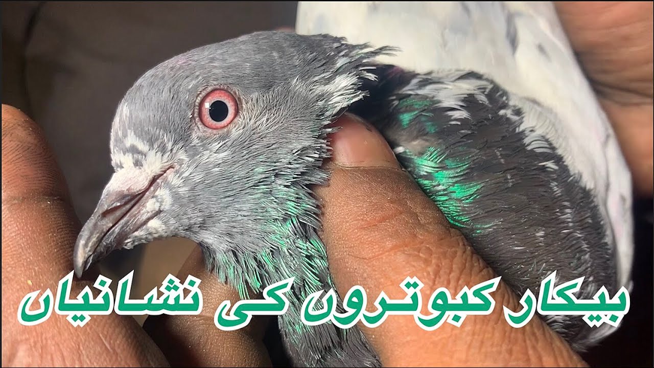 بیکار کبوتروں کی نشانیاں | Mohsin Naqvi : 🇵🇰+92 321 6126212🇵🇰