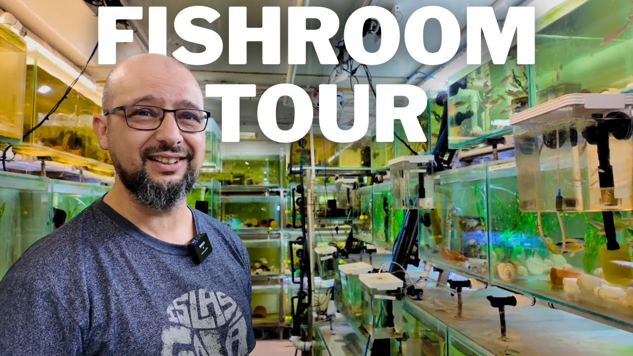 This 25 Year Old Fishroom is Tanganyikan HEAVEN!