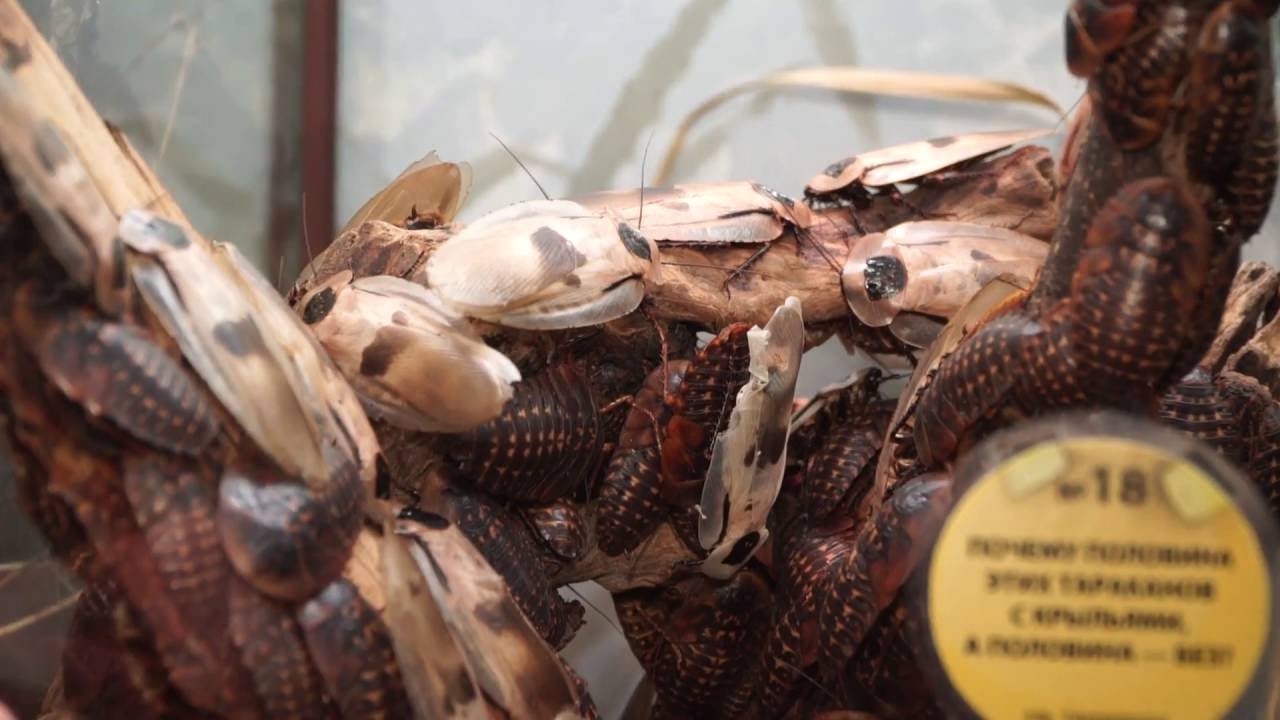 Экзотические плащеносные и мадагаскарские тараканы