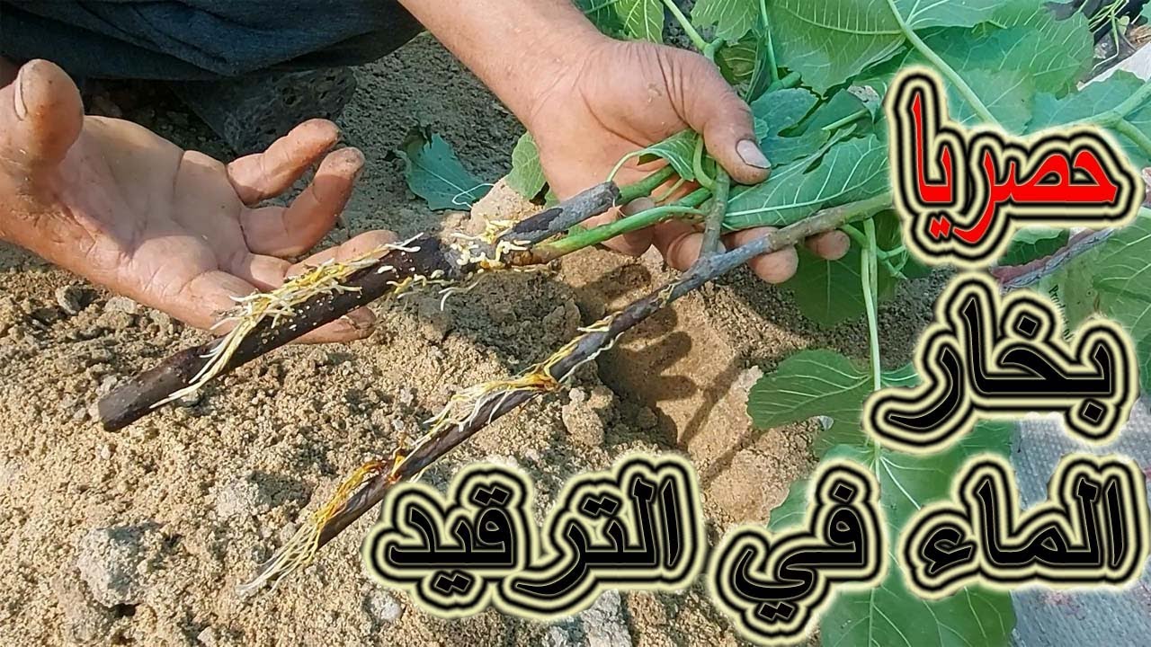 استخدام بخار الماء في عملية الترقيد الهوائي لشجرة التين