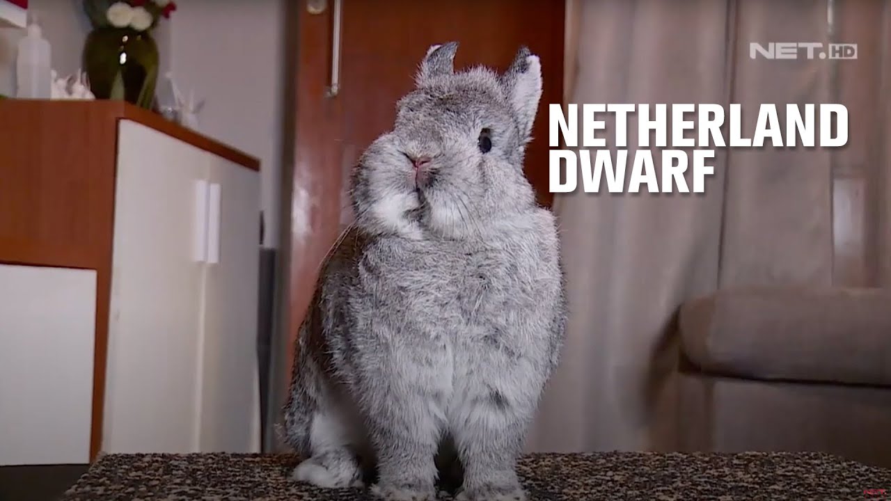 Suhu yang Bagus untuk Kelinci Netherland Dwarf - IPOP