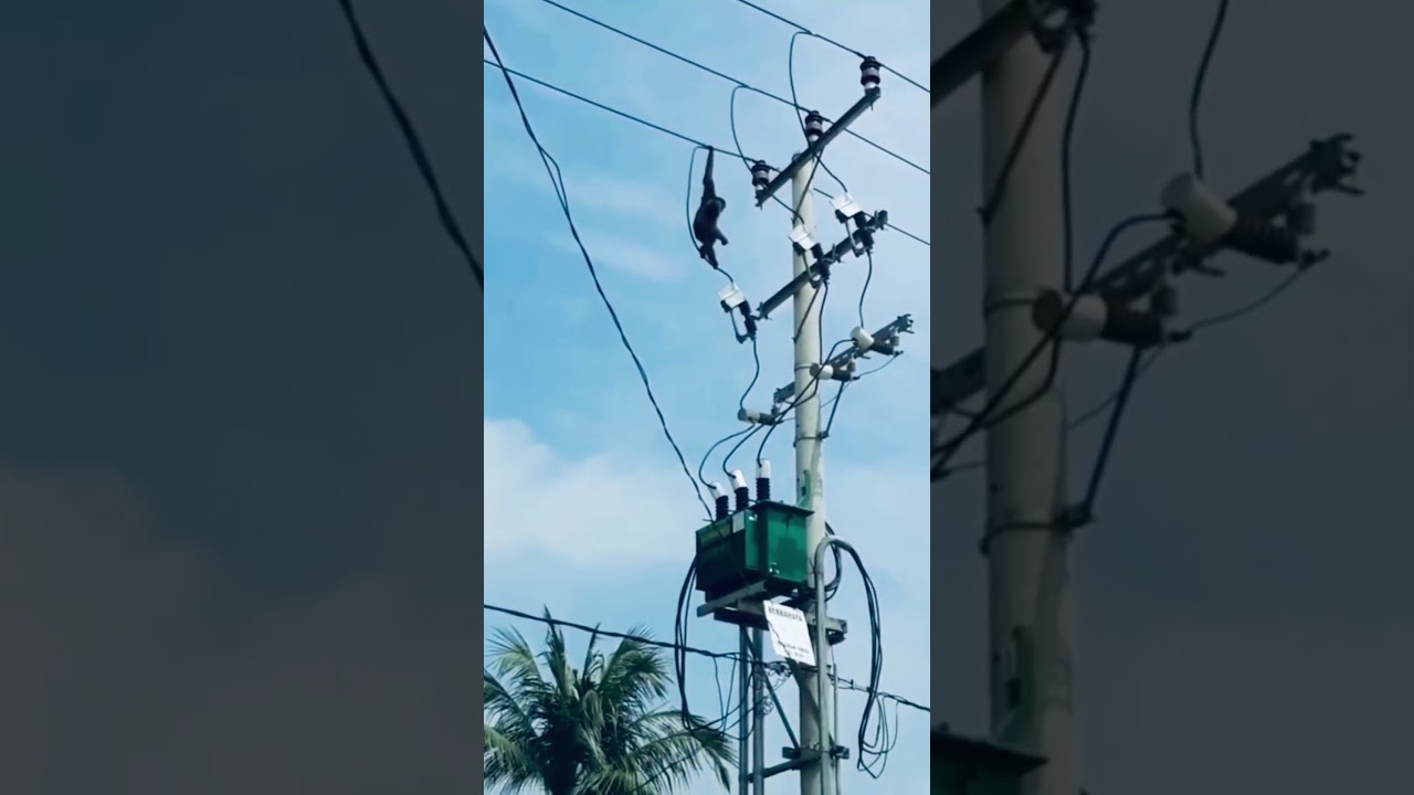 Animals Getting Shocked #Short #electric #kiki #animal #kudo