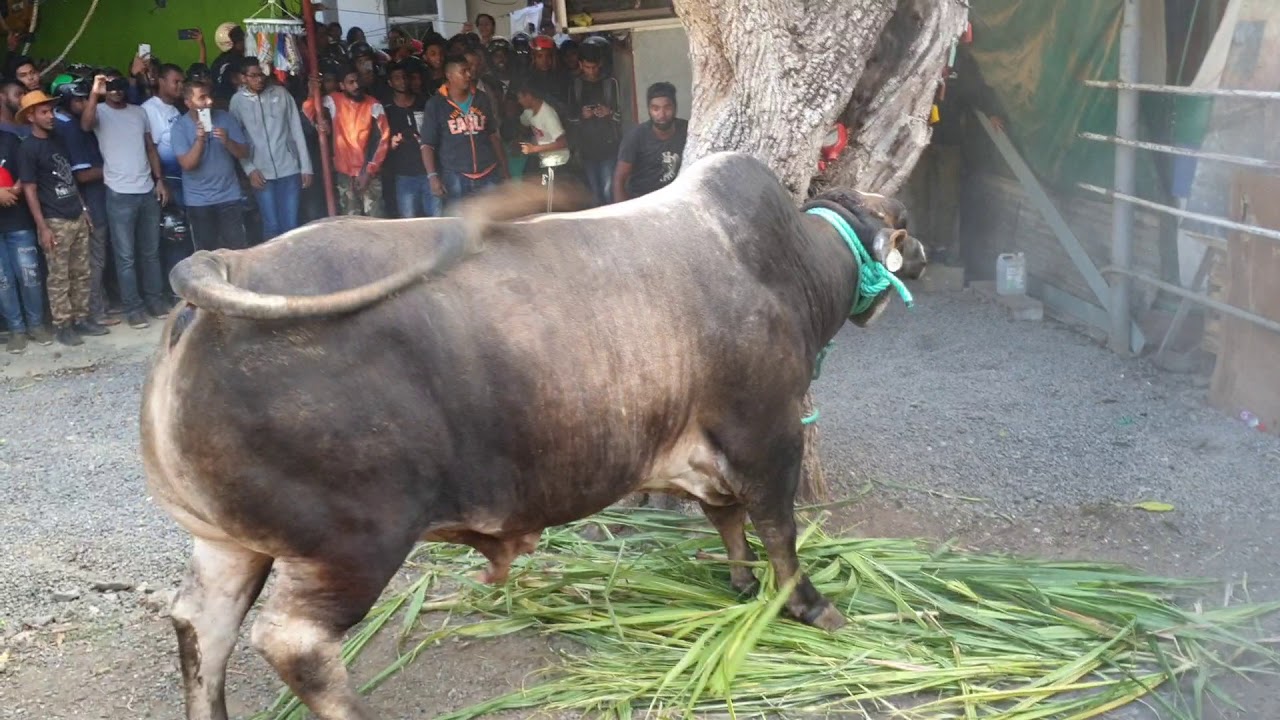 Bakrid 2019 lari Alma par al baik team