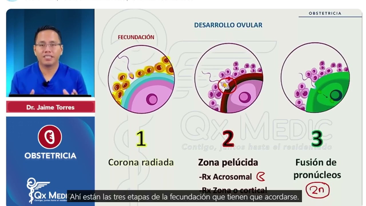 DESARROLLO OVULAR FISIO