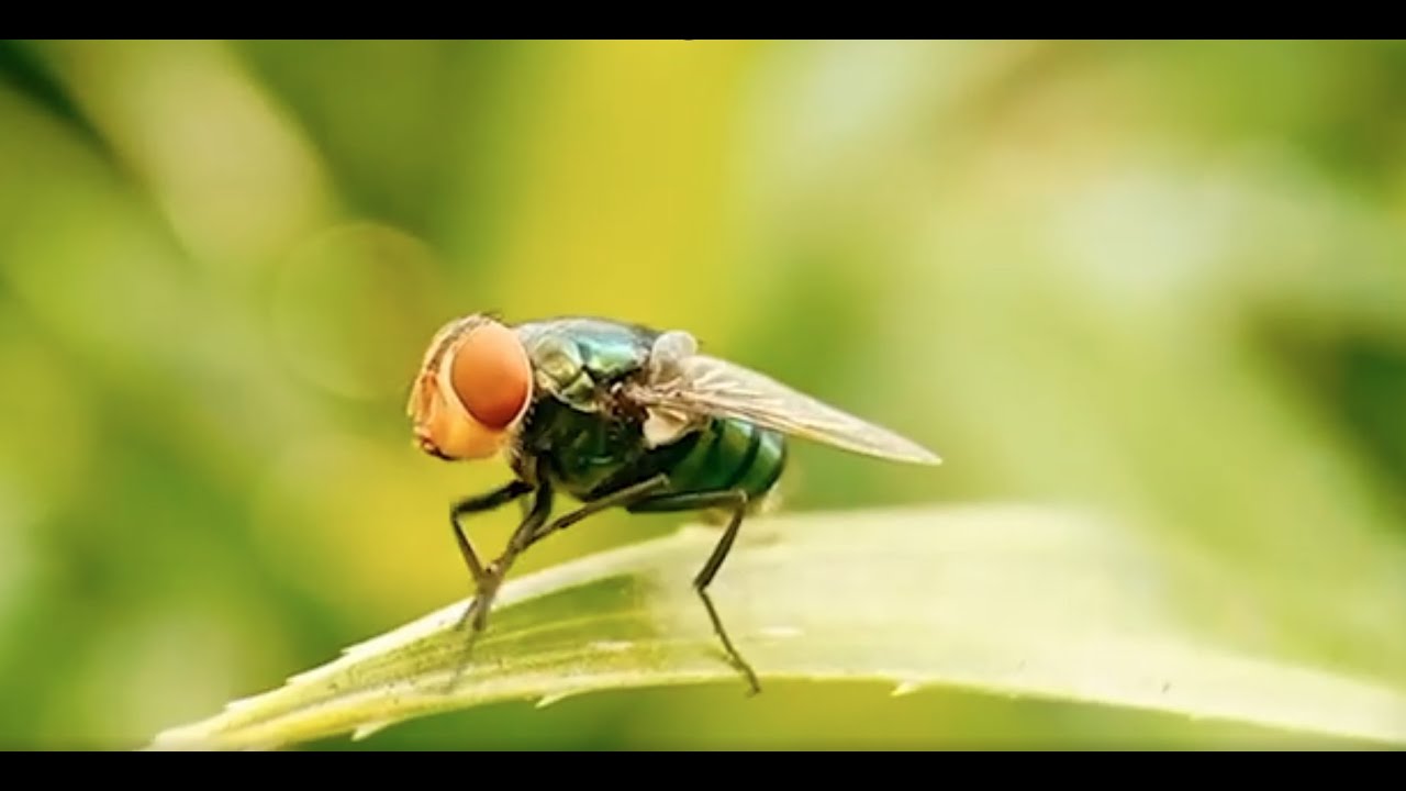 FTGU #1378 Economic Impact Screwworm Infestation
