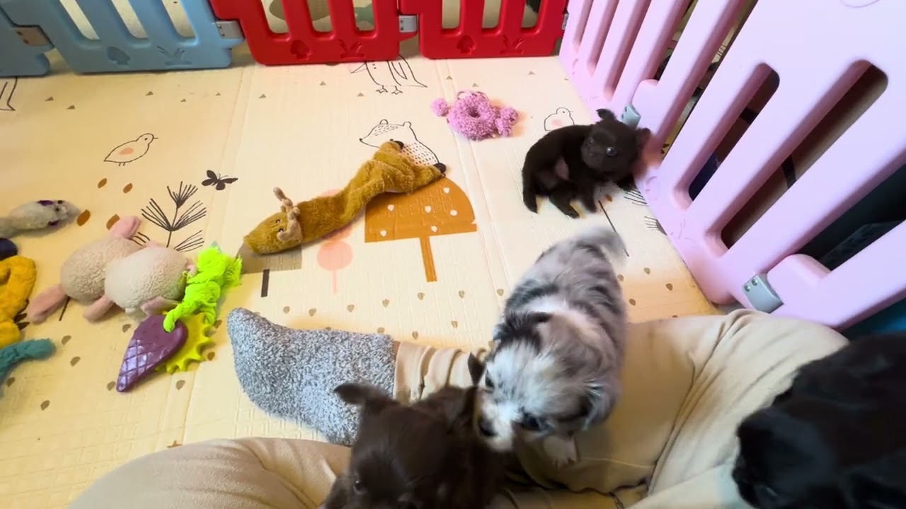 Lenora and Gordi’s Litter