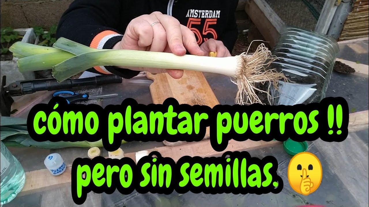 como plantar puerro sin semilla muy f&aacute;cil