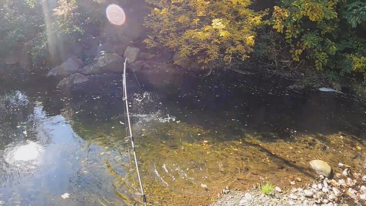 Trout Fishing With Nikko Caddisfly