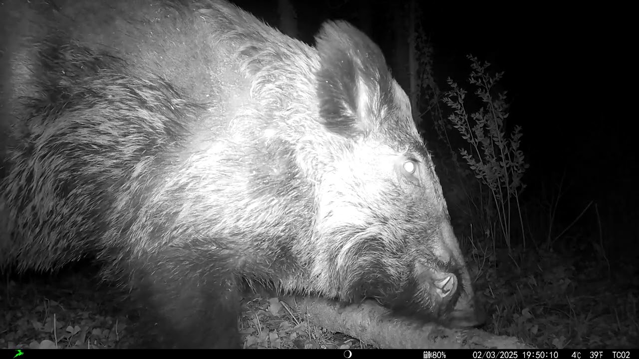 Le rare putois capturant une proie - The rare polecat  catching a prey