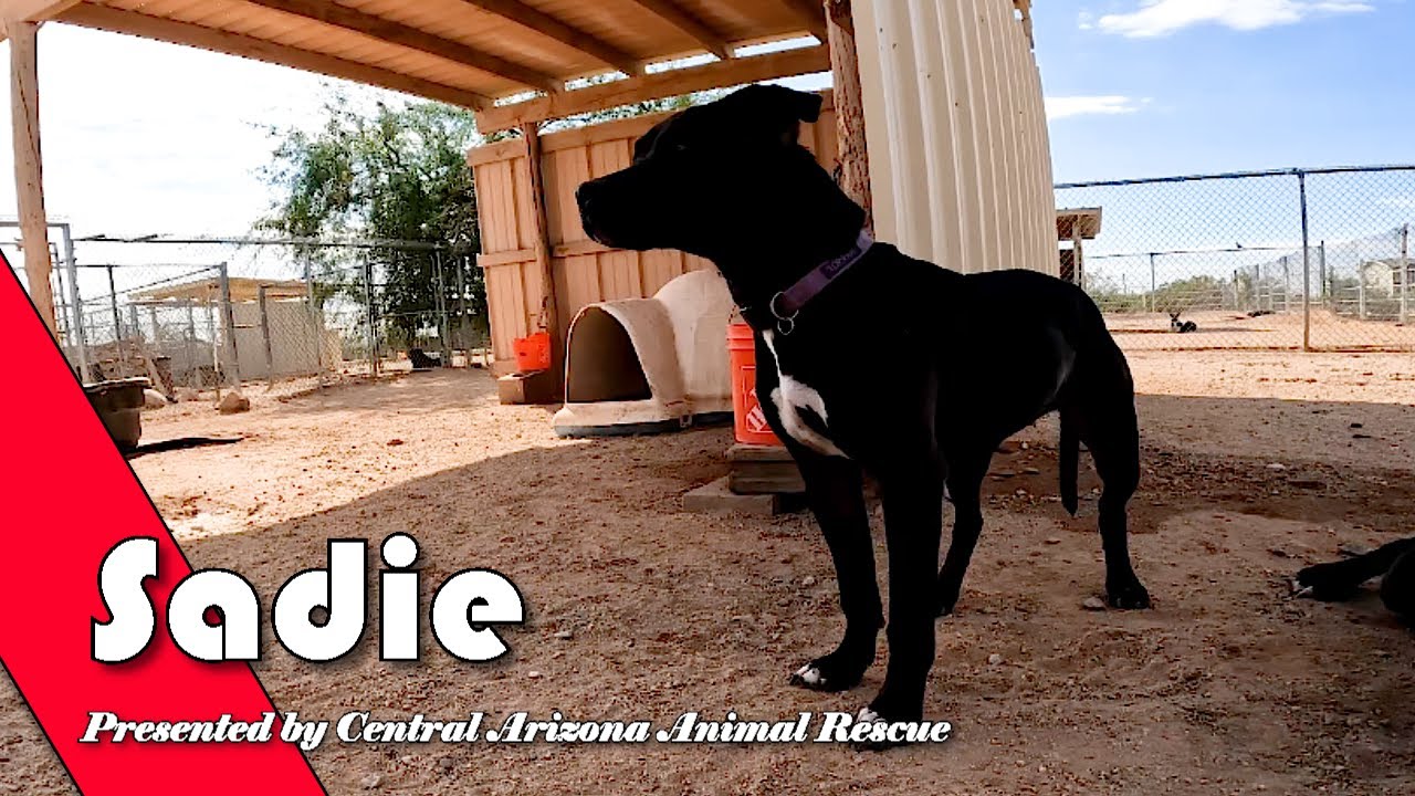 Sadie