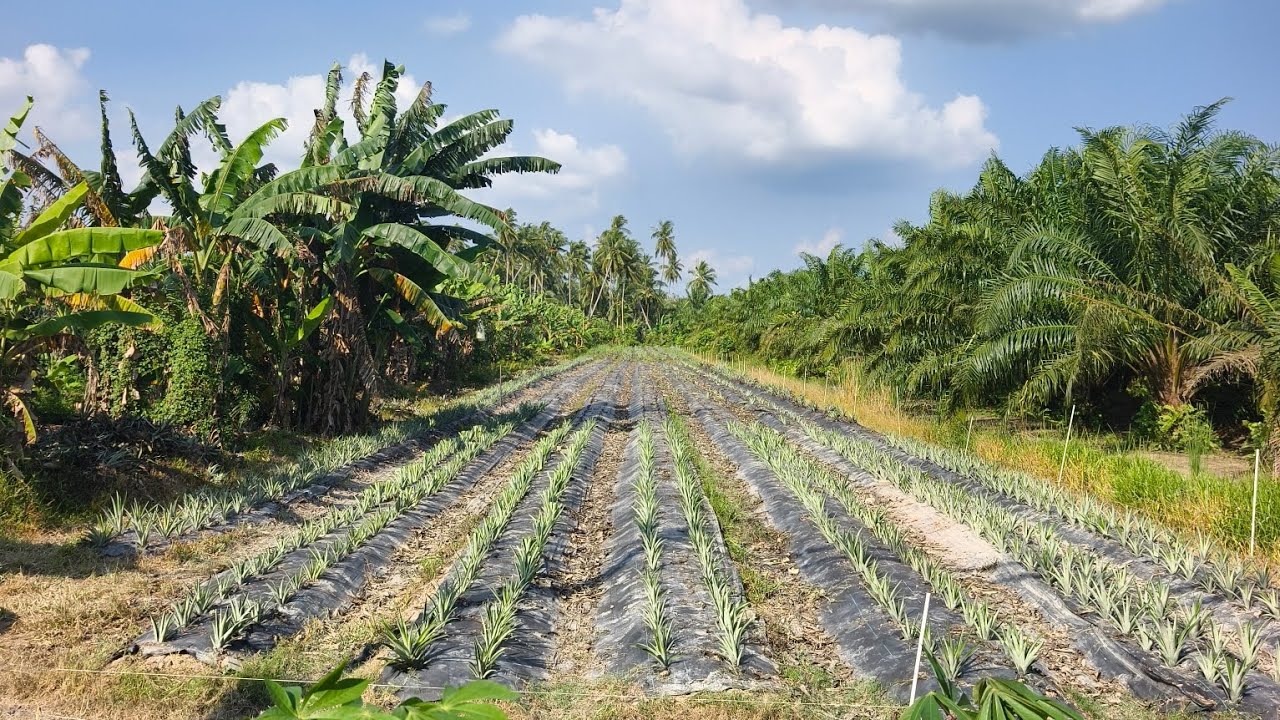PROJEK TANAM SEMULA MD2 EMAS DI KEBUN PAKDIN NANAS