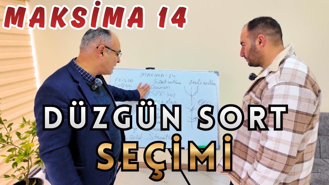 Sort seçərkən nələrə diqqət yetirməliyik ?