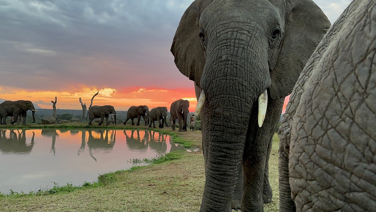 Protective Huddles, Wild Walks, Magnificent Sunsets & Milk Bottle Munchies! This is Elephantopia.