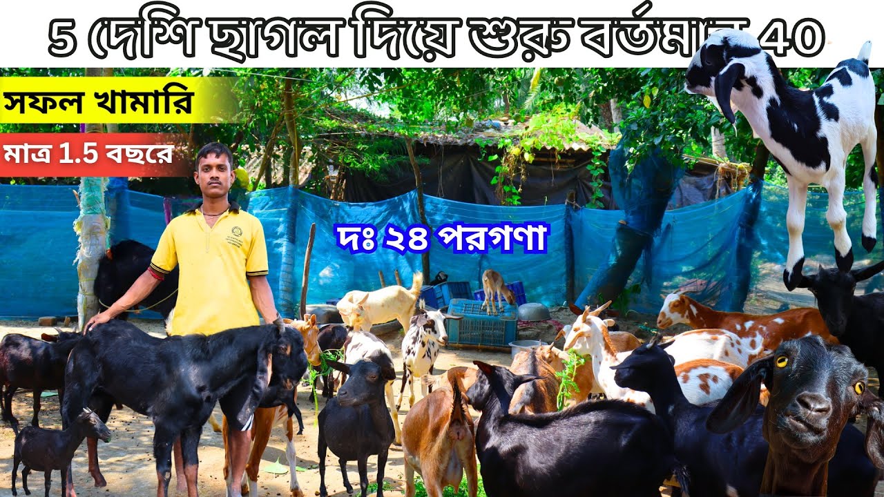 NEW GOAT FARM দঃ ২৪ পরগণা || পাঁচটা দেশি ছাগল দিয়ে বর্তমান তার কাছে দেড় বছরে 40 টা তৈরি হয়েছে