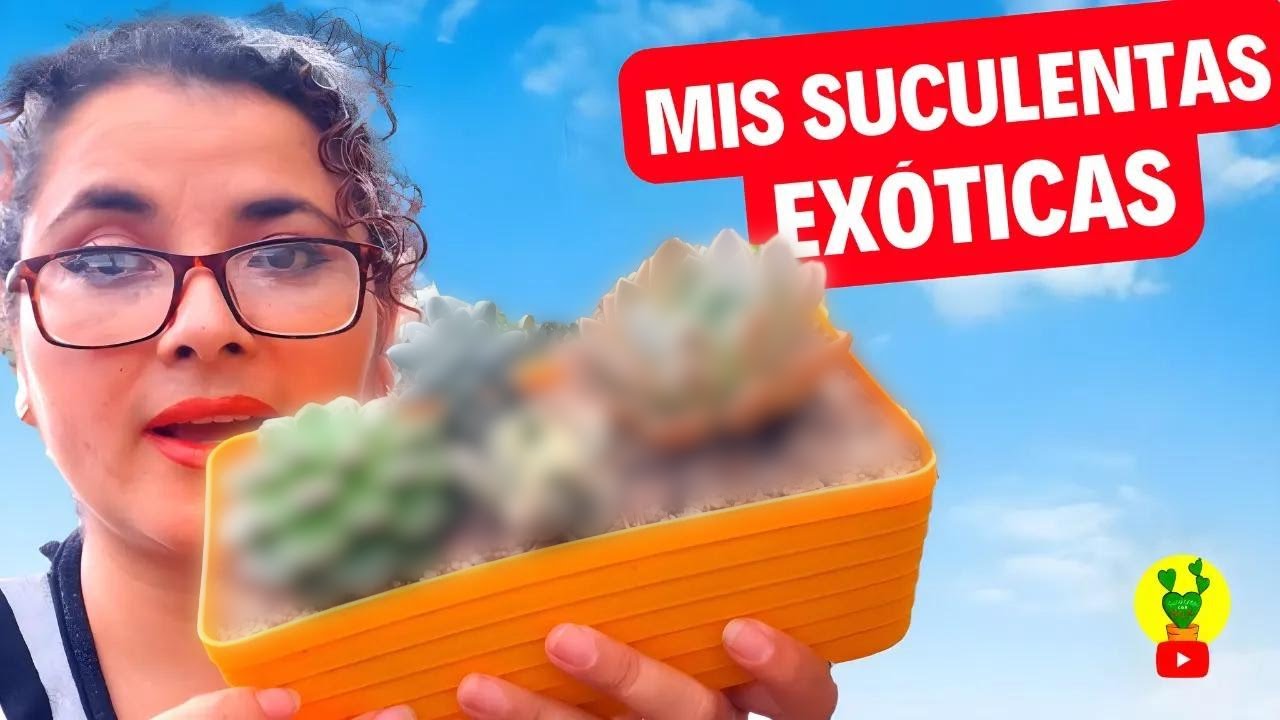 Estas son las suculentas m&aacute;s ex&oacute;ticas de mi colecci&oacute;n │ Suculentas Con Amor