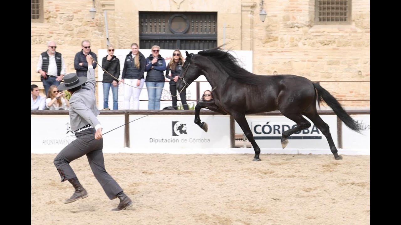 𝐋𝐀𝐓𝐈𝐍𝐎 𝐂𝐕, Yeguada El Romerito
