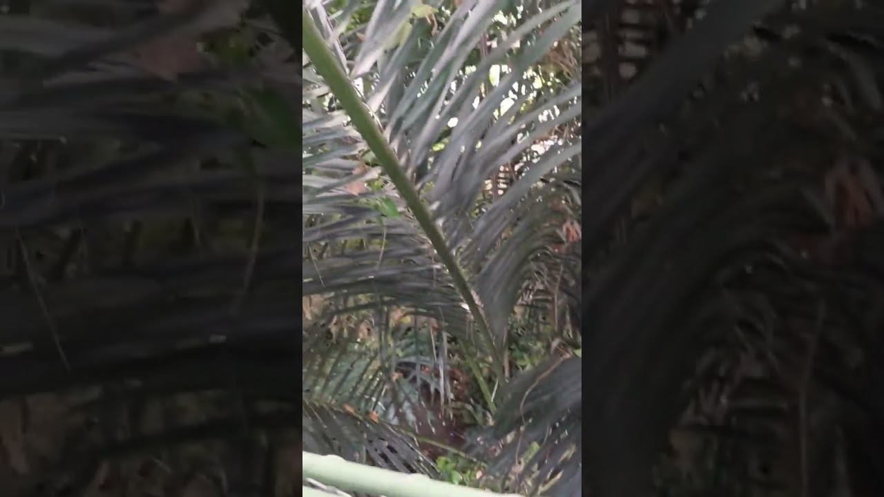 Very large palm leaves #palmtrees #palmtree #palm